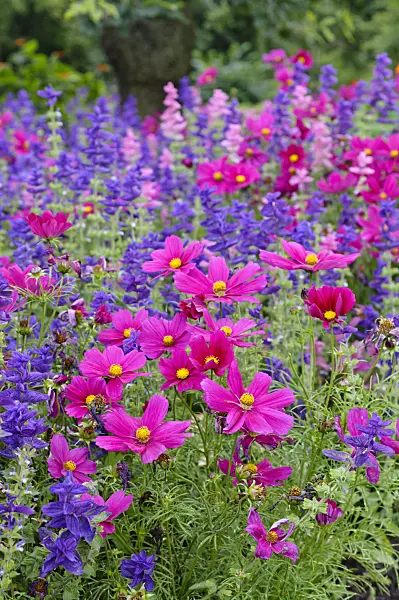 474512 - Garden cosmos (Cosmos bipinnatus) and annual sage (Salvia viridis syn. Salvia horminum)
