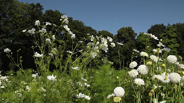 511284 - Garden cosmos (Cosmos bipinnatus) and dahlias (Dahlia)