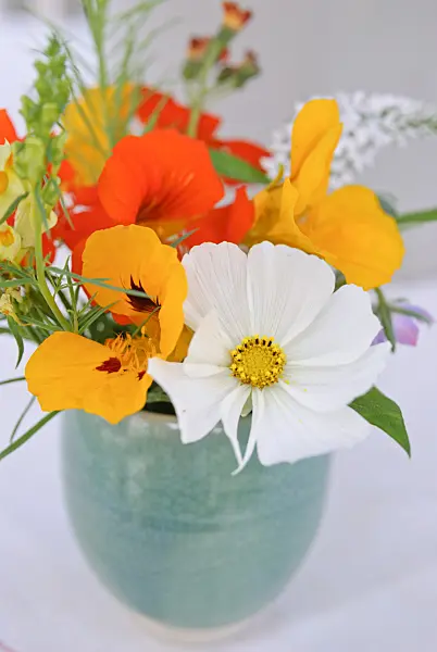 475281 - Garden cosmos (Cosmos bipinnatus) and garden nasturtium (Tropaeolum majus)