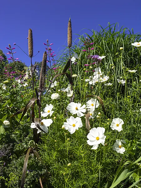 439362 - Garden cosmos (Cosmos bipinnatus) and perl millet (Pennisetum glaucum 'Purple Majesty' syn. Pennisetum americanum 'Purple Majesty')