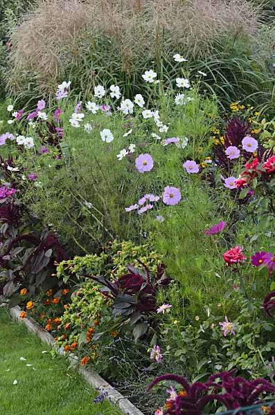 524092 - Garden cosmos (Cosmos bipinnatus) and red amaranth (Amaranthus cruentus)