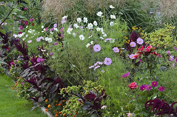 524093 - Garden cosmos (Cosmos bipinnatus) and red amaranth (Amaranthus cruentus)