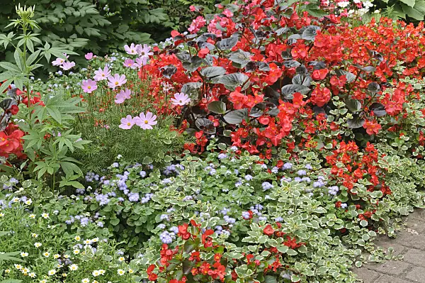 487126 - Garden cosmos (Cosmos bipinnatus), begonia (Begonia semperflorens) and floss flower (Ageratum houstonianum)