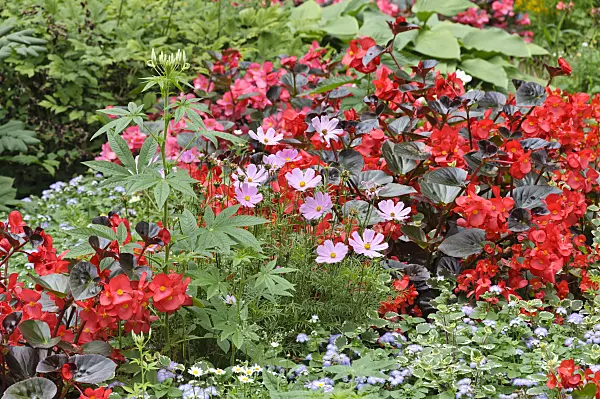 487127 - Garden cosmos (Cosmos bipinnatus), begonia (Begonia semperflorens) and floss flower (Ageratum houstonianum)