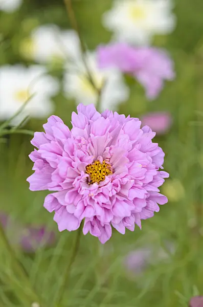 523234 - Garden cosmos (Cosmos bipinnatus 'Double Click Rose Bonbon')