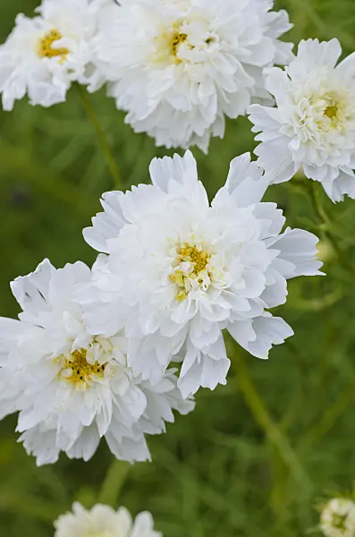 523235 - Garden cosmos (Cosmos bipinnatus 'Double Click Snow Puff')