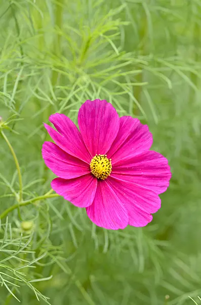 523106 - Garden cosmos (Cosmos bipinnatus 'Frühwunder')