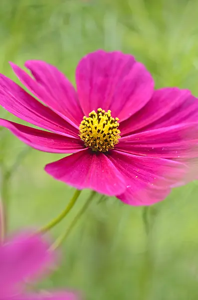 523107 - Garden cosmos (Cosmos bipinnatus 'Frühwunder')