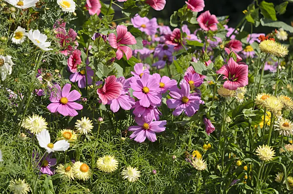 534435 - Garden cosmos (Cosmos bipinnatus), mistery flower (Malope trifida 'Grandiflora') and golden everlasting (Xerochrysum bracteatum syn. Helichrysum bracteatum)