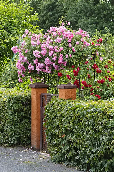 473189 - Garden entrance with climbing rose