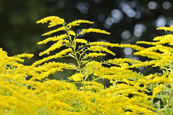474404 - Garden goldenrod (Solidago x cultorum 'Goldjunge')