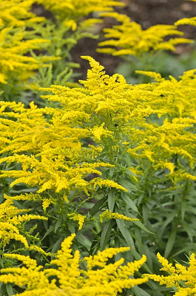 535134 - Garden goldenrod (Solidago x cultorum 'Perkeo')