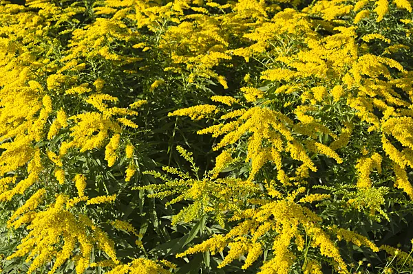 511130 - Garden goldenrod (Solidago x cultorum 'Strahlenkrone')