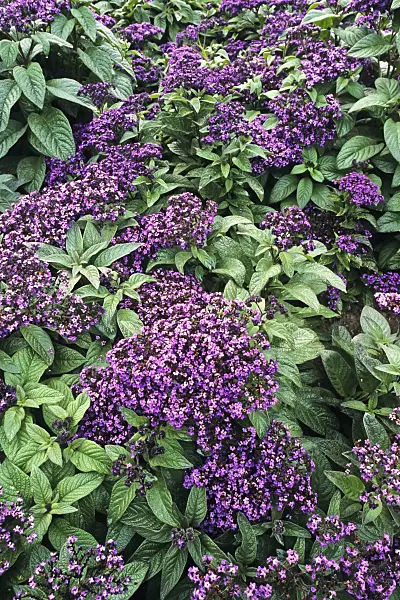 381018 - Garden heliotrope (Heliotropium arborescens)