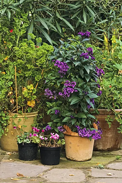 383042 - Garden heliotrope (Heliotropium arborescens)