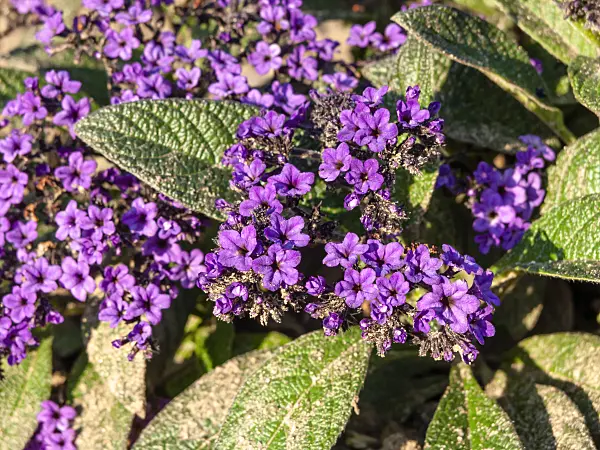 464068 - Garden heliotrope (Heliotropium arborescens)