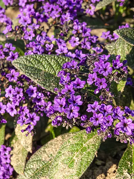 464069 - Garden heliotrope (Heliotropium arborescens)