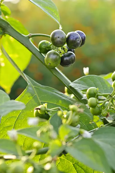 475210 - Garden huckleberry (Solanum melanocerasum)