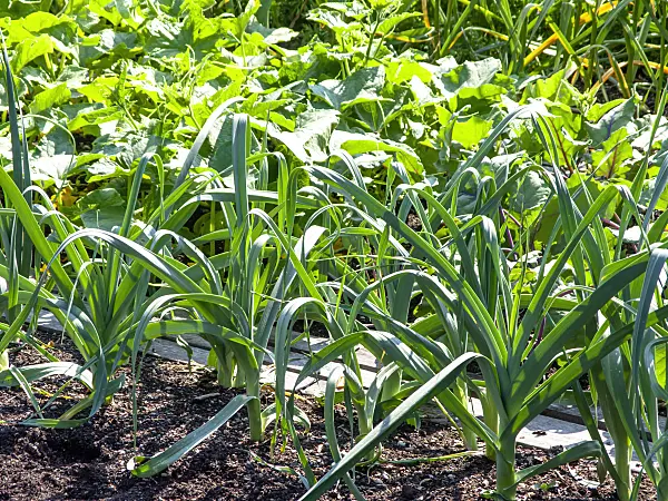 439288 - Garden leek (Allium porrum)