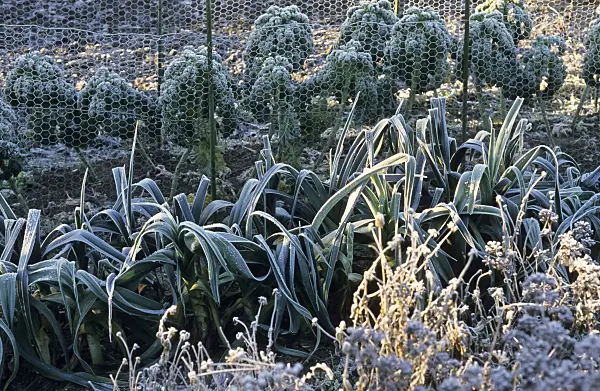 433236 - Garden leek (Allium porrum) and green cabbage (Brassica oleracea var. sabellica) with hoar frost