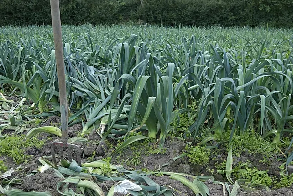 457044 - Garden leek (Allium porrum) with garden fork