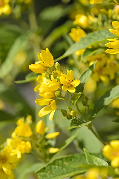 534291 - Garden loosestrife (Lysimachia vulgaris)