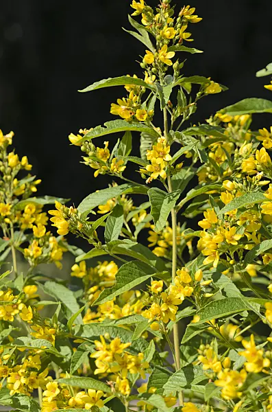 534292 - Garden loosestrife (Lysimachia vulgaris)