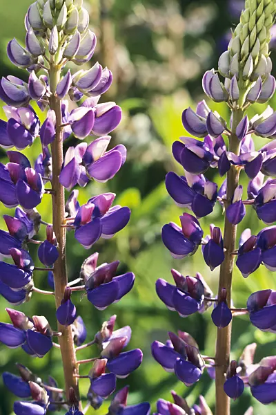 378117 - Garden lupin (Lupinus polyphyllus)