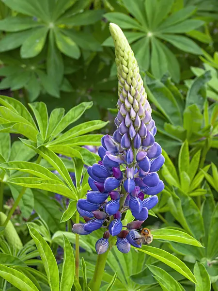 414056 - Garden lupin (Lupinus polyphyllus)