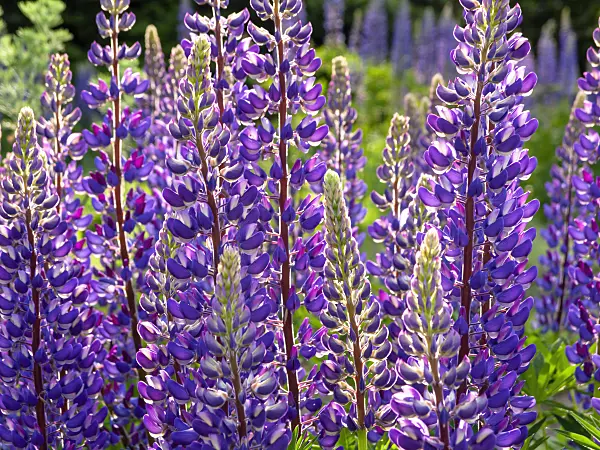 425088 - Garden lupin (Lupinus polyphyllus)
