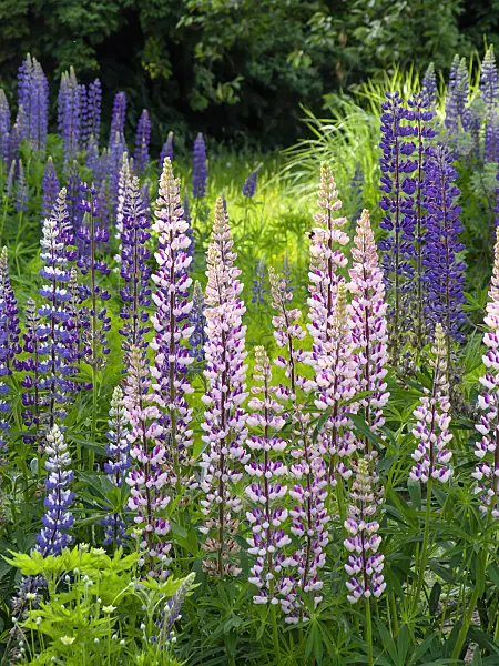 425089 - Garden lupin (Lupinus polyphyllus)