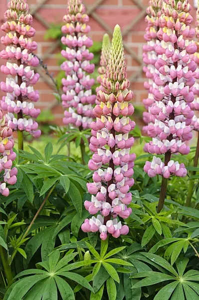 484263 - Garden lupin (Lupinus polyphyllus)