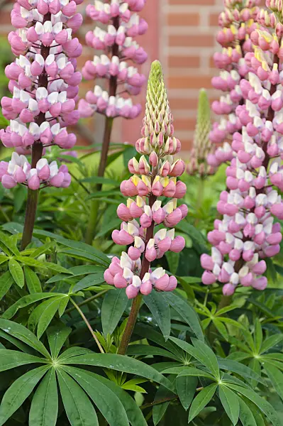 484264 - Garden lupin (Lupinus polyphyllus)