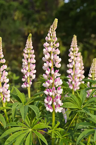 484329 - Garden lupin (Lupinus polyphyllus)