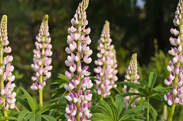 484330 - Garden lupin (Lupinus polyphyllus)