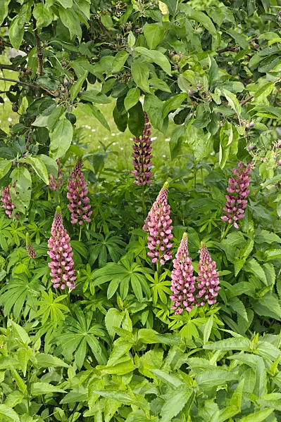 484337 - Garden lupin (Lupinus polyphyllus)