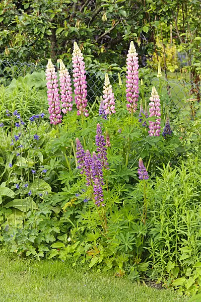 484343 - Garden lupin (Lupinus polyphyllus)
