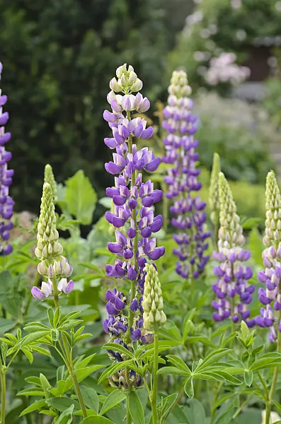 497175 - Garden lupin (Lupinus polyphyllus)