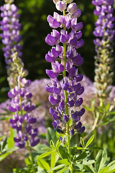 509046 - Garden lupin (Lupinus polyphyllus)