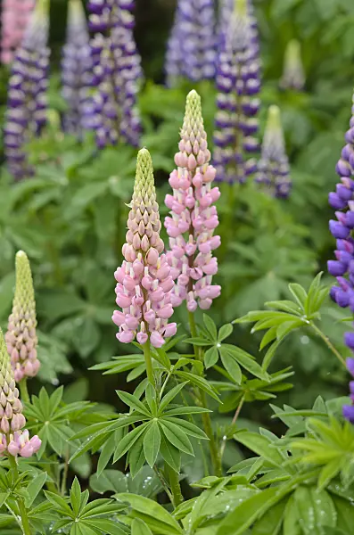 520322 - Garden lupin (Lupinus polyphyllus)