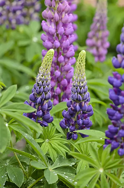 520323 - Garden lupin (Lupinus polyphyllus)