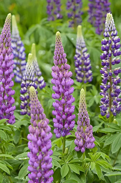 520324 - Garden lupin (Lupinus polyphyllus)