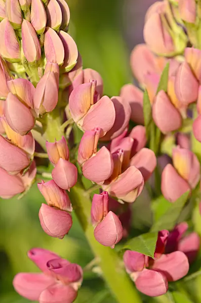 521008 - Garden lupin (Lupinus polyphyllus)