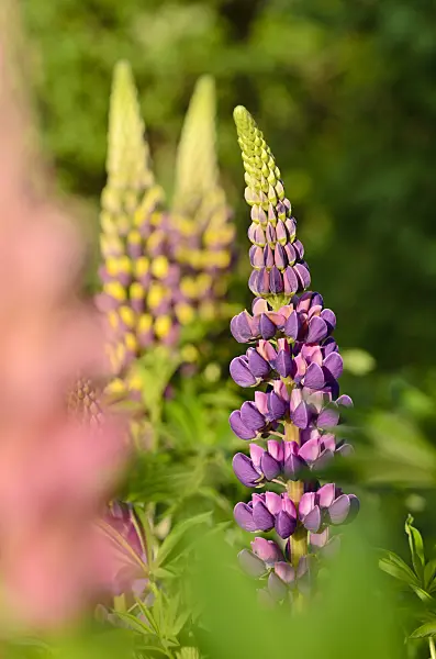521009 - Garden lupin (Lupinus polyphyllus)