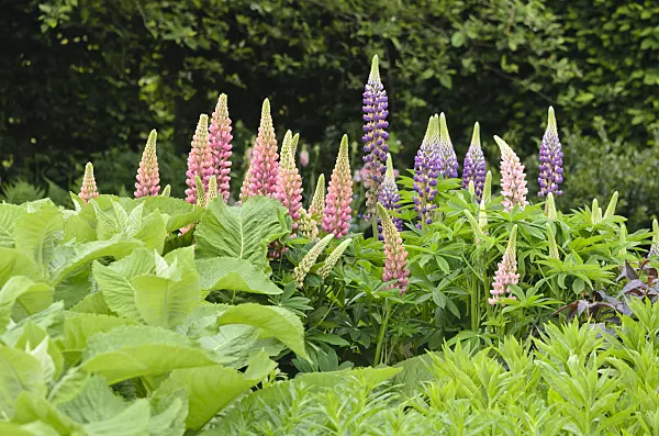 533357 - Garden lupin (Lupinus polyphyllus)