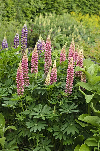 533359 - Garden lupin (Lupinus polyphyllus)