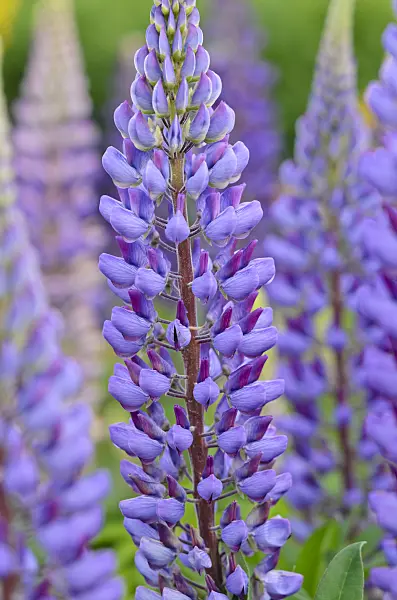545015 - Garden lupin (Lupinus polyphyllus)