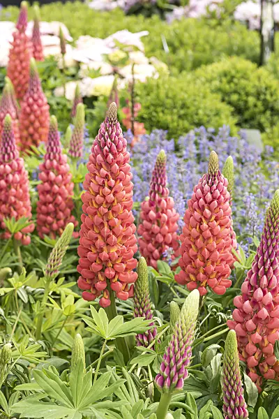 638158 - Garden lupin (Lupinus polyphyllus)