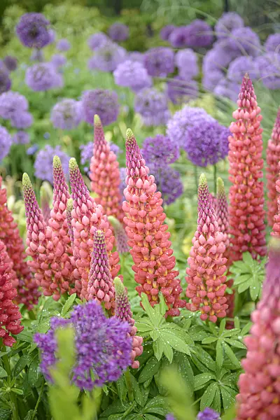 547172 - Garden lupin (Lupinus polyphyllus) and flowering onion (Allium aflatunense)