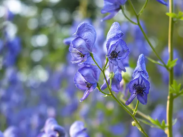 416061 - Garden monkshood (Aconitum x cammarum)